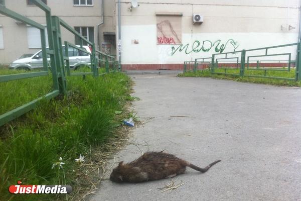 Дендрарий на улице Мира будут избавлять от крыс - Фото 1