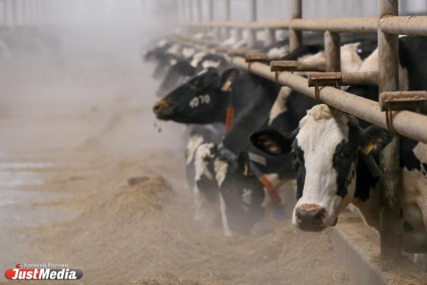 Евгений Куйвашев договорился о поставках в Китай уральского мяса и молока - Фото 1
