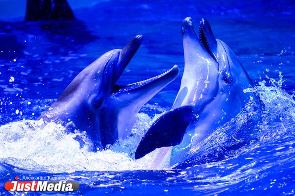 В Екатеринбургском океанариуме родился дельфиненок - Фото 1