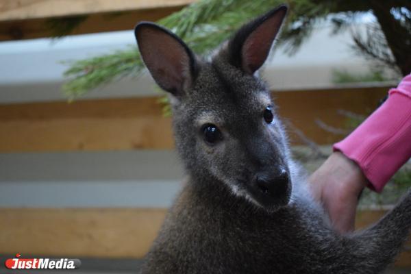 Малыши кенгуру и японский макак: свердловчане активно знакомятся с новыми обитателями зоопарка - Фото 1