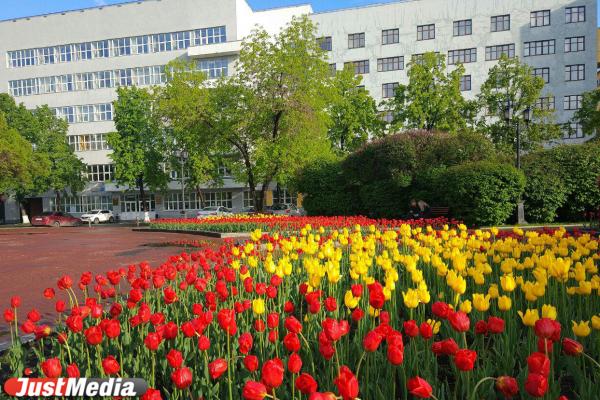 В Екатеринбурге цветы в клумбы начнут высаживать, когда ночью будет «плюс» - Фото 1