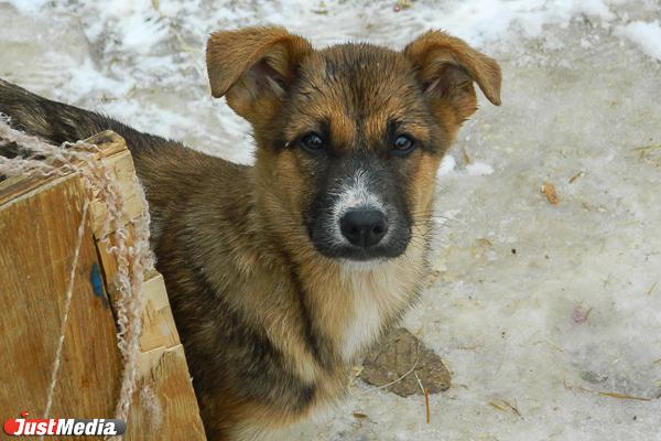 Депутат Екатеринбургской гордумы предложил отправлять бездомных собак на СВО - Фото 1