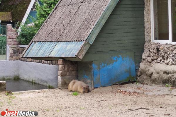 В зоопарке Екатеринбурга появилась капибара - Фото 1