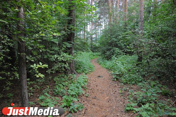 К ситуации с двумя пропавшими в свердловском лесу детьми подключился СКР - Фото 1