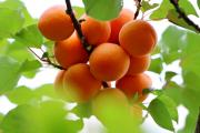 Лучшие сорта абрикосов для Урала