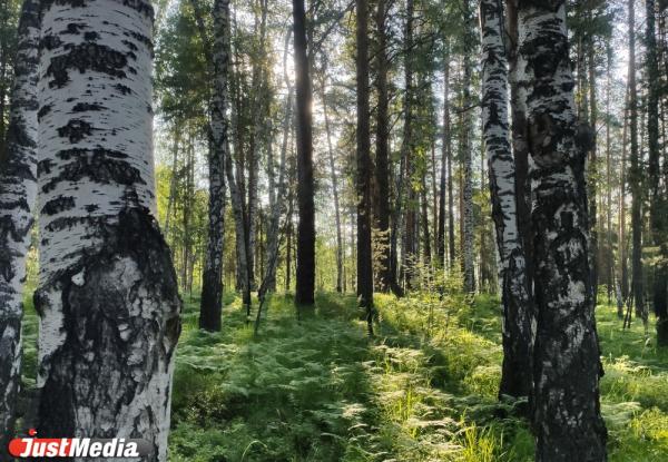 Городские власти и депутаты запретили «Атомстройкомплексу» застраивать Березовую рощу в Академическом - Фото 1