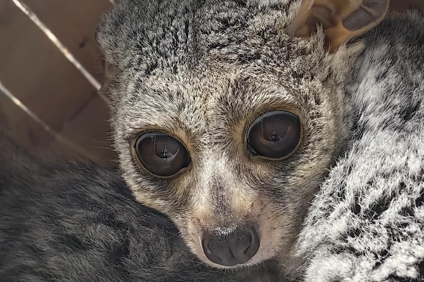 У двух пар галаго в Екатеринбургском зоопарке родилось потомство - Фото 1