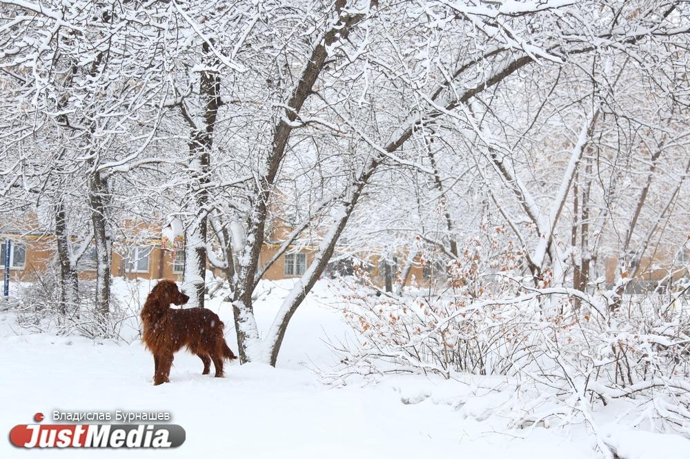 В Екатеринбурге к утру высота снежного покрова достигла семи сантиметров - Фото 1
