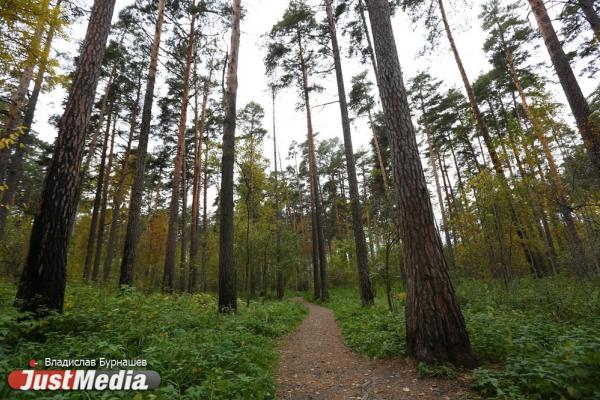 В Екатеринбурге благоустроят парк в Краснолесье и построят в нем ЖК и школу - Фото 1