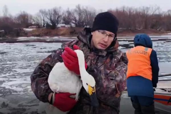 В Забайкалье сотрудники МЧС спасли раненого лебедя - Фото 1