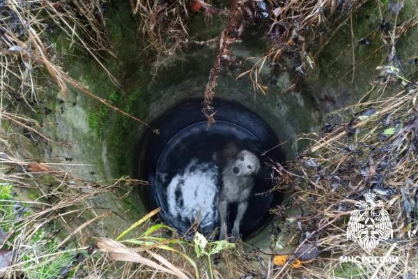 В Тверской области МЧС спасло двух собак из глубокого колодца с водой - Фото 1