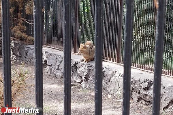 В Британии на пожилого «короля тигров» напала пума - Фото 1