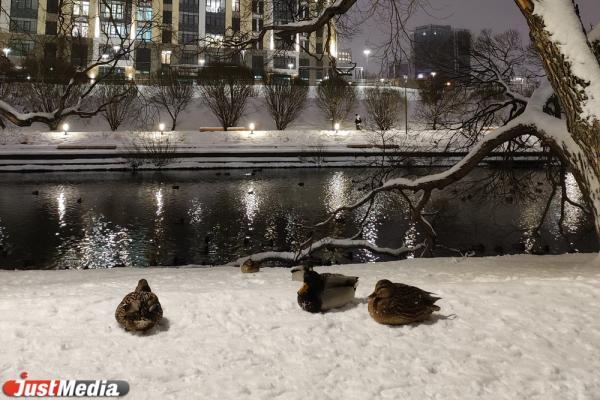 В Екатеринбурге до середины следующей недели будет «плюс» - Фото 1