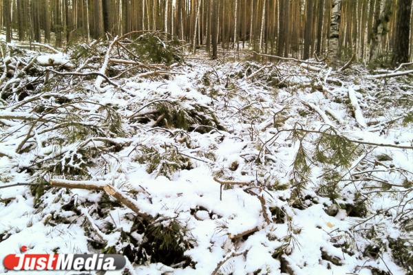 В Свердловской области начались рейды против новогодних дровосеков - Фото 1