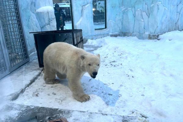 В Екатеринбургском зоопарке поселился белый медвежонок Вилюй - Фото 1