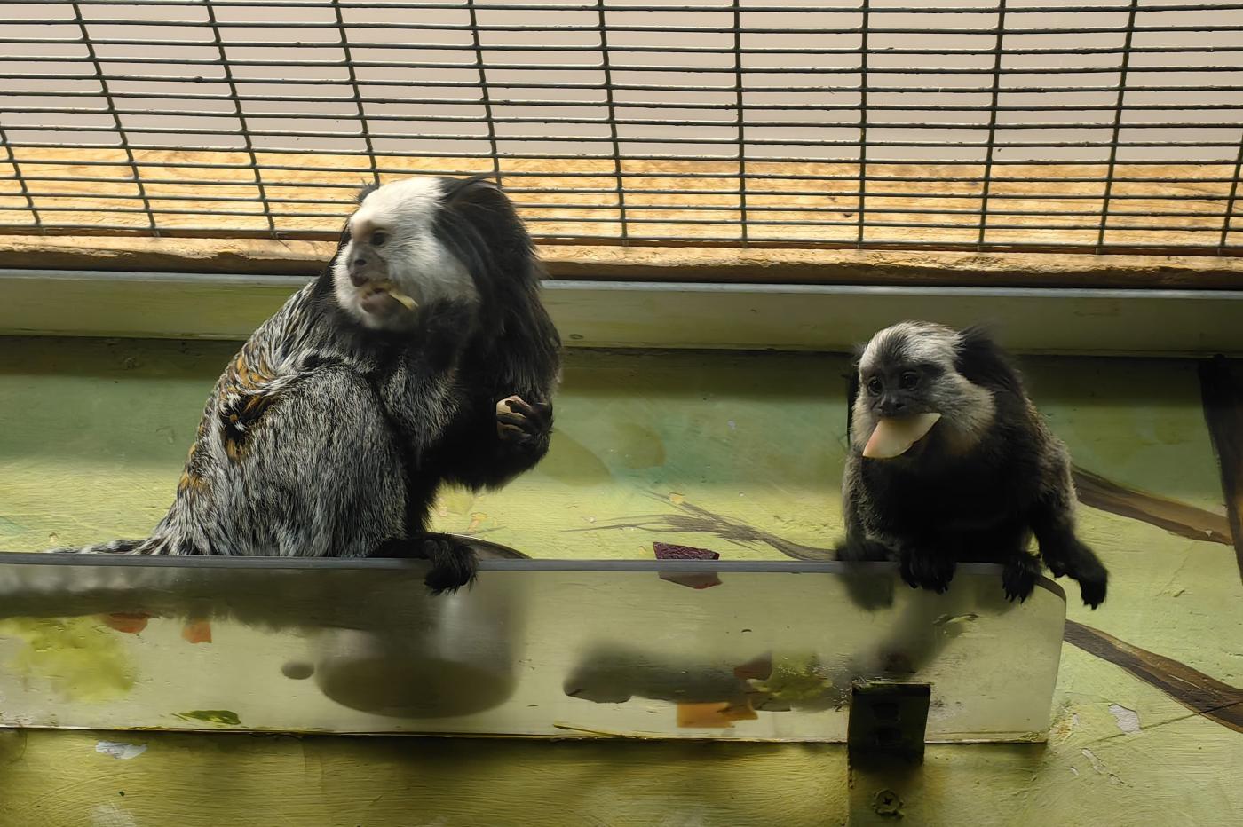 В зоопарке Екатеринбурге выбирают имя для детеныша игрунков Жоффруа - Фото 1