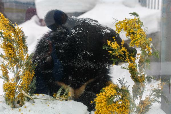 Медведи вышли из спячки в Екатеринбургском зоопарке
