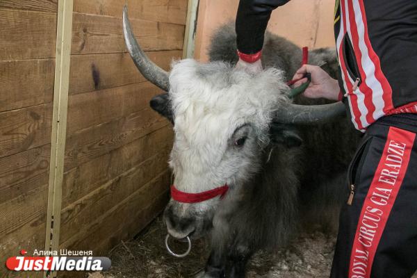 «Разорвал кофту, а ведь это мог быть мой живот». Откровения беременной дрессировщицы яков - Фото 8