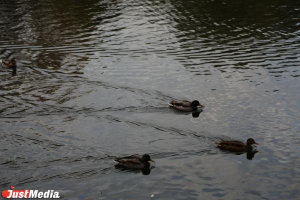 Пять лучших локаций в Екатеринбурге, где можно сделать красивые фото и признаться в любви - Фото 4