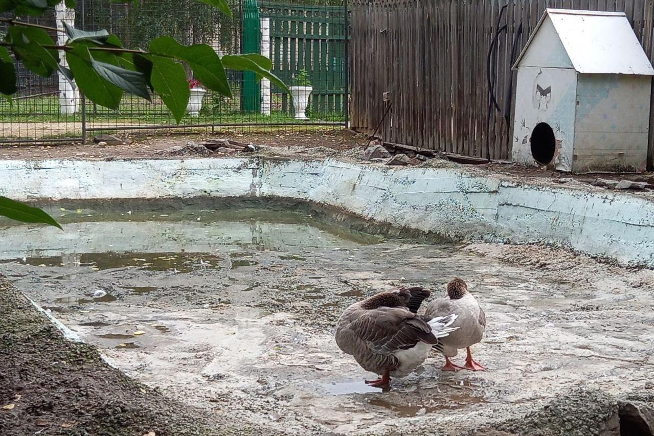 Условия в зоопарке. Зоопарк. Зоопарк Первоуральск. Голуби в клетке в зоопарке. Казагский Центральный зоопарк.