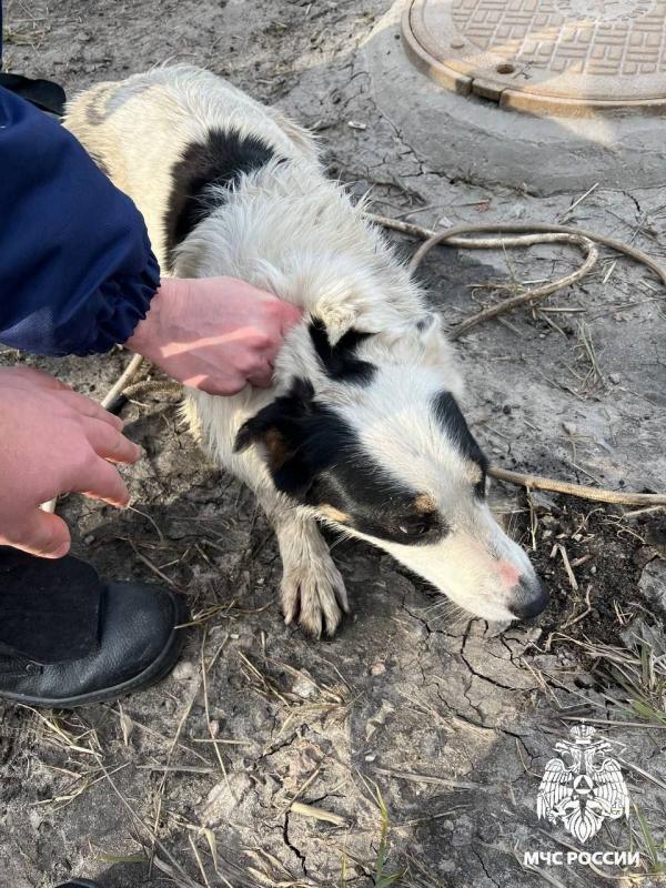 В Белгородской области спасли двух собак, которые упали в глубокий колодец - Фото 2