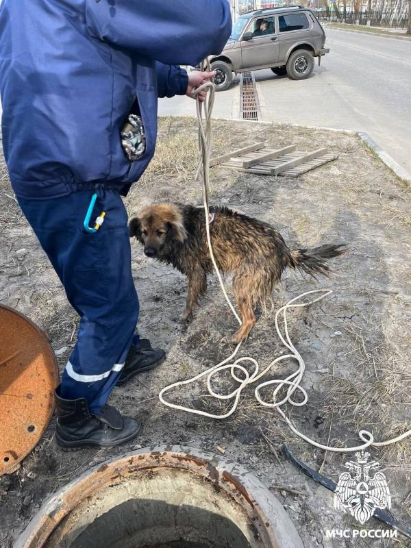 В Белгородской области спасли двух собак, которые упали в глубокий колодец - Фото 3