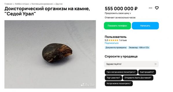 На продажу в Екатеринбурге выставили головоногого моллюска, которому около 500 миллионов лет - Фото 2