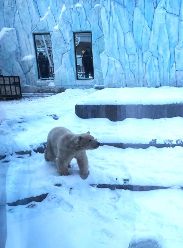 В Екатеринбургском зоопарке поселился белый медвежонок Вилюй - Фото 3